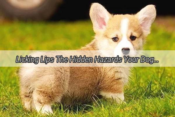 Licking Lips The Hidden Hazards Your Dogs Kiss May Pose